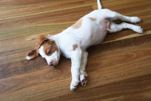 9 week old Brittany spaniel puppy stretching out on the wood floor