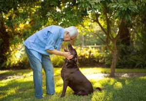 Senior man with his chocolate labrador, affection.