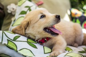 puppies-1871260_960_720